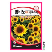 밤비노미니해바라기 30립/ 꽃씨 화단 꽃밭 정원 미니해바라기씨앗 해바라기씨앗