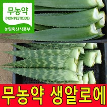 친환경 무농약인증 생알로에 알로에베라 5kg 사포나리아 4kg 생잎 농장직송, 1박스, 사포나리아4KG