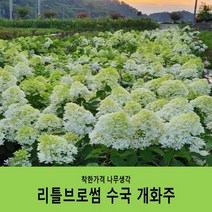 착한가격 나무생각 리틀브로썸수국 개화주