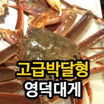산지직송 [경북영덕]영덕대게 고급박달형 中 7마리_마리당400g내외 수율80~90%, 단품없음