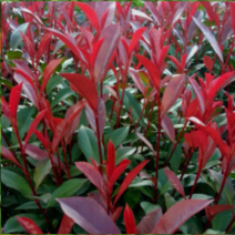 (성실D)홍가시(레드로빈) 삽목2년 10그루