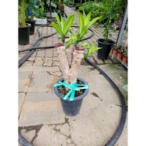 목대 행운목 중대품 45~60cm 219