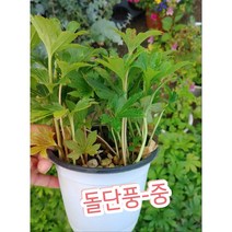 돌단풍-중/계곡 바위틈에 자라는 여러해살이풀