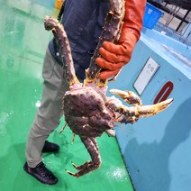 킹크랩 레드킹크랩 찜작업한(자숙) 활킹크랩 기준 1마리( 2.5kg이상3kg이하 )