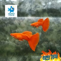 알비노 풀 구피 1쌍[2마리], 1개