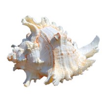 조개껍질 장식 조개껍질세트 천연 대형 소라 껍질 컬렉션 아프리카 터번 산호 집, 2.18cm-20cm