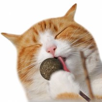 반려묘 심신안정 티티펫 고양이 막대사탕 캣닢 볼, 선택/단일상품, 상세설명 참조