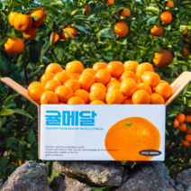 제주 하우스 감귤 12브릭스 고당도 선별, 선물세트 2.5kg (중과)