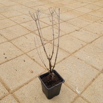 [허브] 러시안세이지 (실버리블루) 포트 묘목, 1개