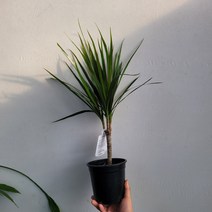무배특가 플랜테리어 거실화분 마지나타 그린 수입마지나타 40-70cm 119