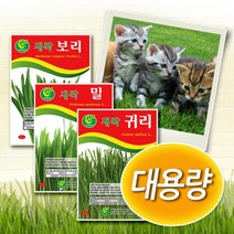 대용량 캣그라스씨앗 [밀 / 보리 / 귀리 ] 새싹씨앗 (C0192)