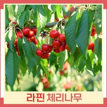 체리나무 묘목 라핀 R4cm 결실주(분) 1개