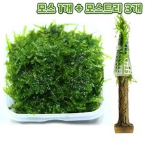 [미미네아쿠아]무결점 미니삼각 모스+트리모양 모스활착 3개 세트, 단일속성