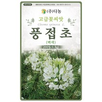 보라색 풍접초 200립 - 풍접초씨앗 풍접초씨 족두리꽃 클레오메 백화채 양각채 야생화 고급 씨앗 꽃씨 씨 꽃씨앗, 17_다농_풍접초(백색)(0.5g)