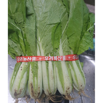 단배추 얼갈이 1단 최상품 청방 배추 뿌리 솎음배추 얼갈이배추 아삭 연한 얼갈이, 1개