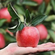 영화농산 특급 사과 5kg 사과유명한곳 꿀사과 농장 청송사과 사과농장 꿀사과 사과가격 영동사과 평창사과, 1개