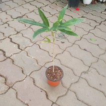 79 황칠나무 소품 30~60cm