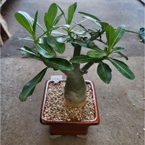 [별이네 다육] 아라바쿰 (사막의장미) + 화분