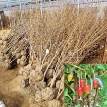 [모든원예조경] 왕보리수나무 (결실주) 분묘 R4 보리수묘목, 1개