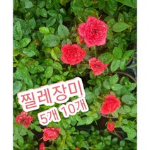 찔레장미 레드 5개 10개/추위에 강해 노지 월동이 가능한 찔레