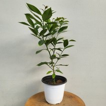 14900 찐 레몬나무 중품 30~50cm