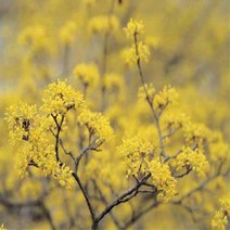 산수유/키150CM(5주묶음)/묘목/d0354