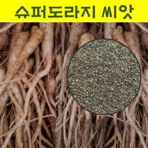 씨앗 슈퍼도라지 씨앗/ 1kg wj213