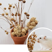 햄스터 간식 먹이 아마씨줄기 20알+밀렛1개+미니화분1개, 단품