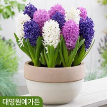 히야신스(히아신스) 구근 8종 (2구) 알뿌리 추식구근, 00. 랜덤상품 5구