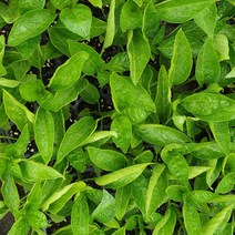 일반고추 모종 1개 500원