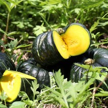 [산지직송] 함평 하우스 햇 미니 단호박(밤호박) 1kg/2kg/4kg, 4kg