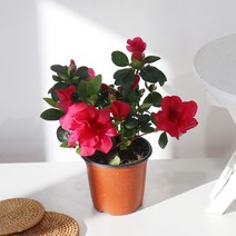 갑조네 공기정화식물 서양철쭉(랜덤) 철죽, 1개