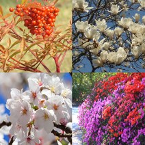 (나무의모든것) 조경수/정원수/공원수 인기모음전, 1개, 5.남천분묘(60cm이상)