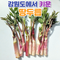 자연산두릅 땅두릅 눈꽃 두릅 500g 1kg, 눈꽃땅두릅 1kg(4인가족), 1개