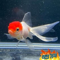 열대어 [금어] 단정 금붕어 5cm내외 물고기 키우기, 1개
