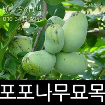 포포나무/뽀뽀나무/묘목/실생/2년/1주/도시농부