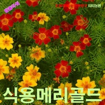 팝플라워 식용메리골드-삼색혼합 씨앗 100립, 1개