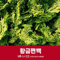 황금편백/삽목/포트/2년/4주/묘목/도시농부/조경/정원
