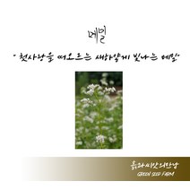 메밀 500g 메밀씨 메밀종자 메밀씨앗