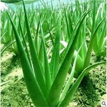 알로에 베라 식물 화분 화분에 Curvoolo Vera Vera Vera Vera Vera Veraoga 1 작은 묘목 (약 20cm 높이)은 냄비가 포함되어 있지 않습니다., Zhong Miao (약 30cm 높이)