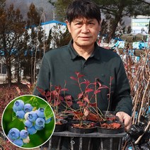 왕 블루베리 나무 묘목 레가시 듀크 레카 스틸라 블루레이 스타 프리마돈나, 프리마돈나 7년생