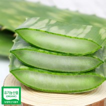 권도영알로에 식용 생알로에 사포나리아 1kg 유기농 생잎, 3kg내외