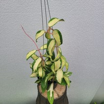 무늬가매력적인 아쿠타호야 신종호야 50~70cm 355