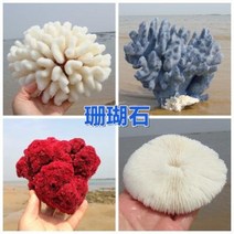 철갑상어키우기 구피암컷 베타암컷 천연 산호 화초 돌패각 소라껍데기 조경 가구 장식, 06 분재산호 1415cm