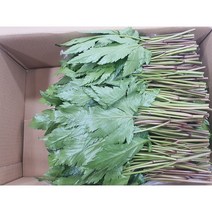 야채왕 당귀 당귀잎 당귀쌈 1kg 쌈채소(0.9k~1.0k)