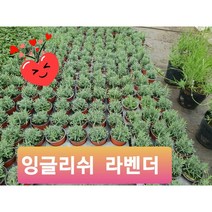 잉글리쉬 라벤더 20개 1판 공기정화식물/미세먼지/공기정화효과 공기정화식물