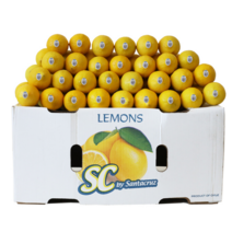 레몬싸게파는곳 판매 사이트 모음