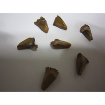전나무 씨앗 50g(700립)