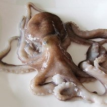 국내산 생물 낙지6미, 단품