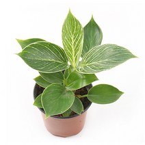 무늬콩고나무(필로덴드론 버킨) 실내공기정화식물 인테리어화분